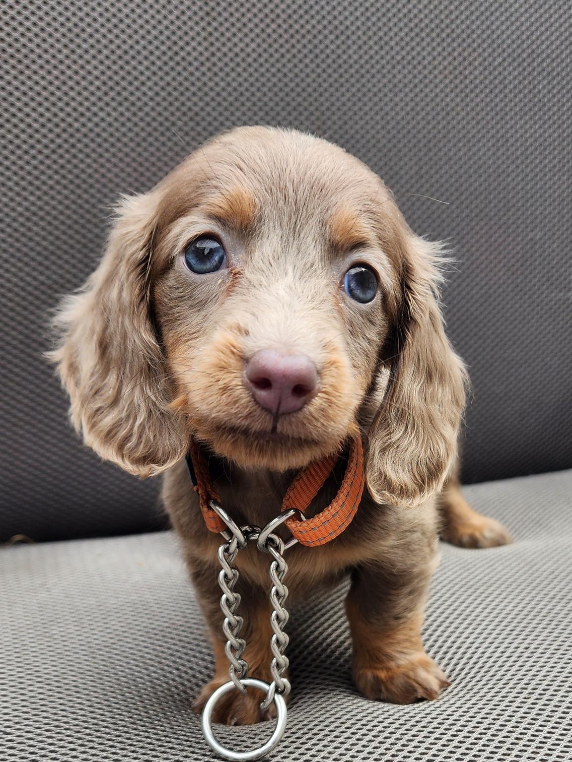 Seymour dachshunds our sales puppies